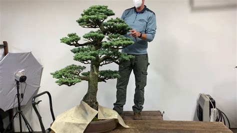 youtube bonsai|bonsai videos.